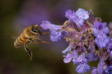 bee flying by lavender