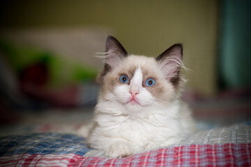 two month old Ragdoll kitten at home