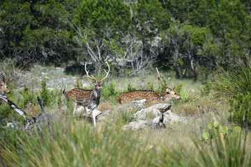 close up portrait of Axis deer