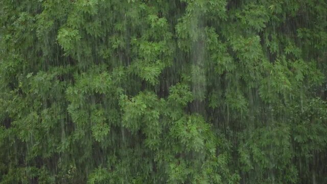 Heavy rain is falling against the background of the foliage of trees.