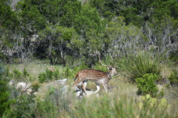 close up portrait of Axis deer
