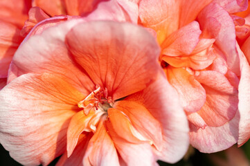 A macro photograph of a cultivated pink Pelagonium geranium flower in summer sunshine, Lancashire, England