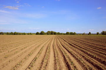 plowed field in spring