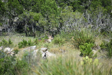 close up portrait of Axis deer