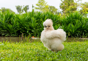 Portrait white silky chicken standing on the green farm.