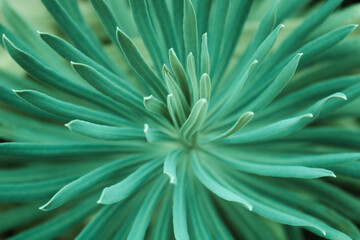 Spiky green plant
