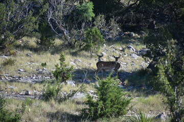 close up portrait of Axis deer