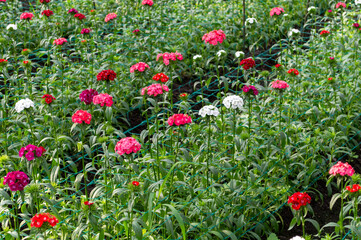 Flower plantation in a greenhouse image stock