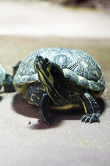 Obraz premium Gelbwangen-Schmuckschildkroete