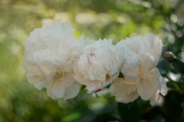 Closeup of blooming white peony flowers under natural light in the summer garden