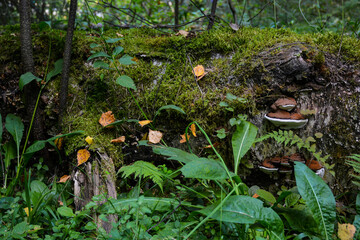 Mushrooms growing among moss on a fallen tree near Lake Svetloyar in Nizhny Novgorod region, Russia