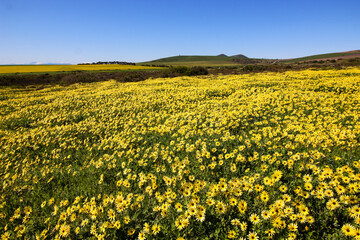 field of daisies in spring
