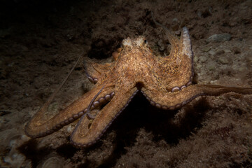 Octopus swimming at night in the Mediterranean Sea
