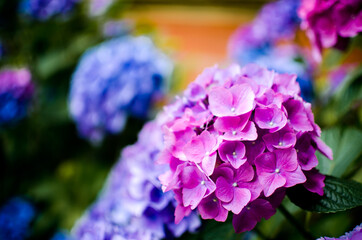 Fototapeta premium flowers bring colour to life