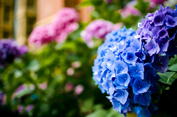 flowers bring colour to life