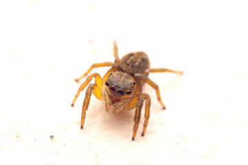 macro image of jumping spider. macro mode close up shot animal and insect.