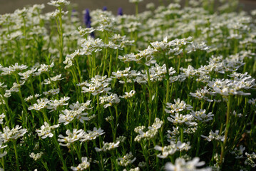 Wiosenna łąka pełna małych białych kwiatów podczas słonecznego poranka.