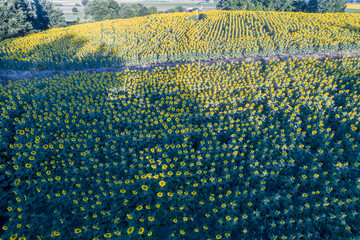 Aerial view of sunflower fields in Bolsena. In Viterbo