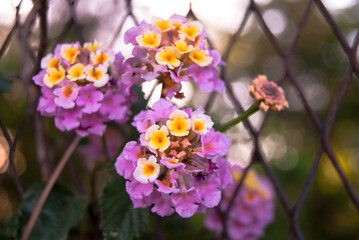 Obraz premium Flores entre rejas. Buscando la libertad