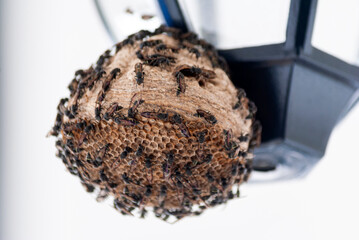 Honeycomb of wild bees in a residential home in Latin America, wild honey.

