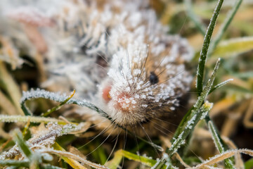Martwa mysz Murinae w kryształkach lodu na mrozie © PeterG