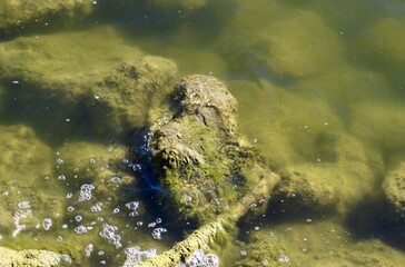 A close view of the wet rocks and stones in the clear water.