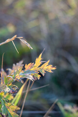 Brown branch of a field plant with seeds on a background of green leaves