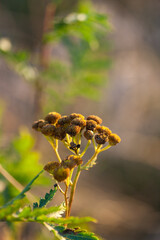 Brown branch of a field plant with seeds on a background of green leaves