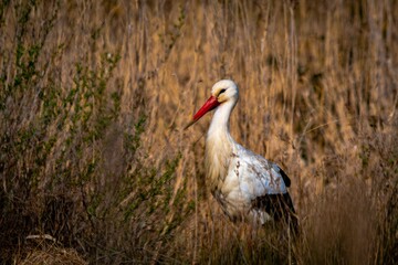 yellow billed stork in the long grass