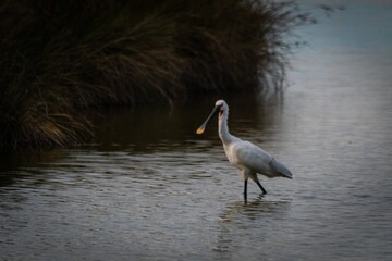 
yellow-billed spatula