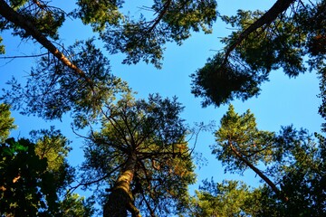 Tall trees. Treetops against the blue sky.