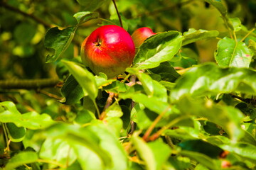 jabłoń
