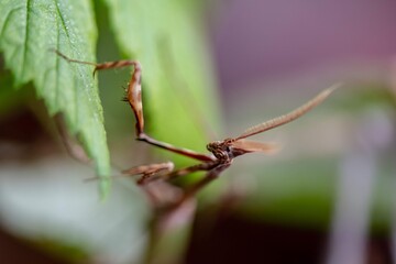 praying mantis on leaf