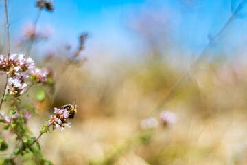 bee on a flower