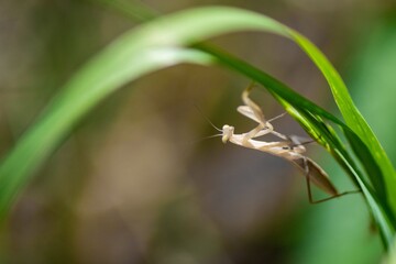 Praying mantis
