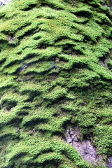 Moos auf einem Baumstamm.