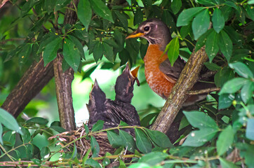 Closeup of a robin feeding their baby birds with worms (in a nest) © Infomages