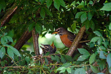 Closeup of a robin feeding their baby birds (in a nest)