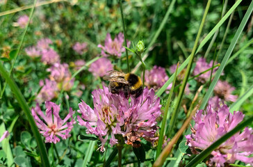 Close up view of bee on red clover in summer green meadow. Blooming wild growing pink flower also known as Trifolium pratense and purple clover.