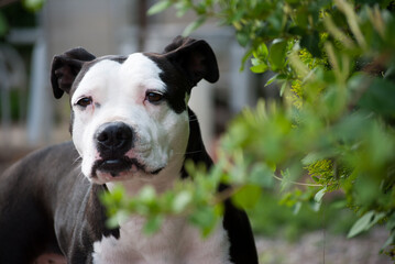 Miradas intensas VIII