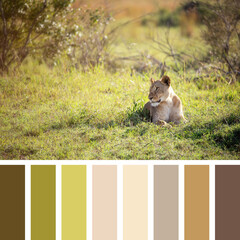 Lioness in sunlight palette
