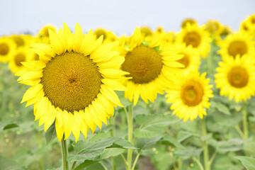 Fototapeta premium Original photograph of bright yellow sunflowers in a field of sunflowers