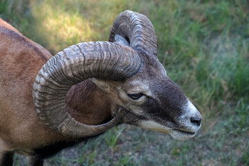 Close-up of wild ram or mouflon head against grass background