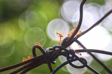 Yellow aunts on barbed wire fence