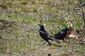 Obraz premium Cow Bird