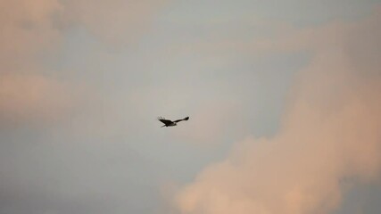 Bird of prey in flight at sunset.
Brahminy kite eagle with spreading red wings flying and soaring over big lake looking for prey ,hd slow motion low angle view.