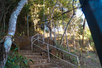 uma escadaria de um parque florestal com belas árvores com folhas verdes