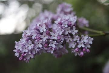 Obraz premium Lilac branch on a green background 