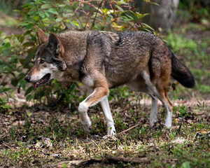 Naklejka na ściany i meble Wolf (Red Wolf) stock photos. Red Wolf endangered species. Red Wolf close-up profile. Image. Picture. Portrait.