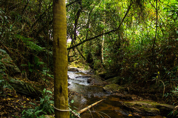 nature and river